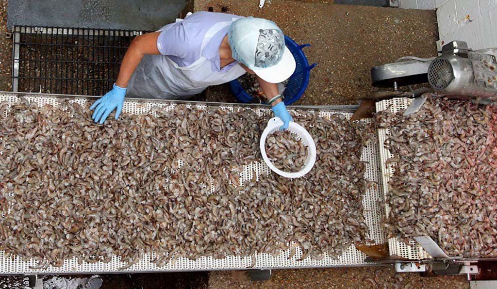 Seafood plant